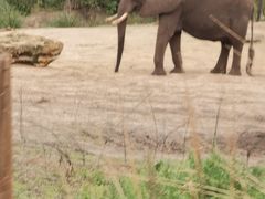 -奥兰多迪士尼动物王国乐园