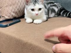 -lincat·猫舍(广州店)
