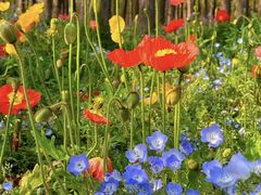 -上海共青森林公园