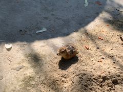 -苏州太湖西山岛开心农场