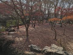 -秋霞圃
