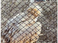 -青藏高原野生动物园