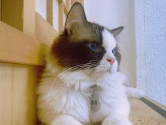 -猫在这儿猫咪咖啡馆·撸猫馆