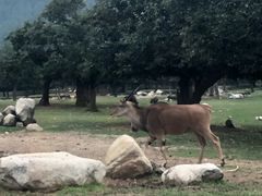 -西安秦岭野生动物园