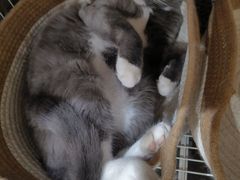 -奈雪的茶(时代天街店)