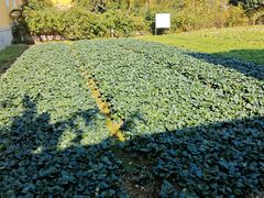 -重元寺香积厨素斋馆