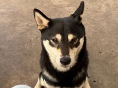 -柴犬高等学院·狗咖·柴犬售卖·宠物训练