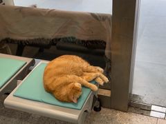 -四月宠物医院·猫专科·心脏专科·内科(转塘店)