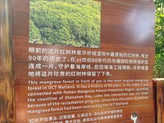 -华侨城湿地公园