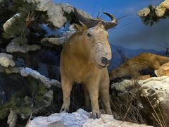 -陕西自然博物馆