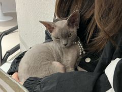 -琪喵猫屋·撸猫猫咖·猫舍
