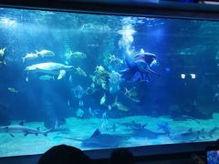 -石家庄海洋公园