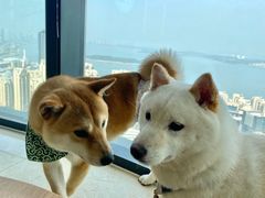 -柴犬小屋·柴餐厅·狗咖食堂(金鼎广场店)