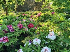 -莲花池公园