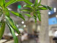 -三两春肚肺汤(崂山路店)