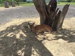 -鹿境梅花鹿生态园区