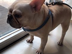 -宠福鑫康馨动物医院·骨科·眼科