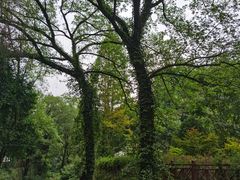 -素山寺森林公园