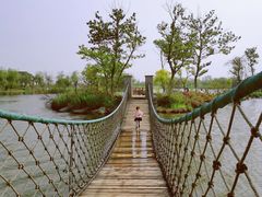 -杭州湾海上花田景区