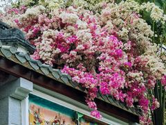 -深圳国际园林花卉博览园