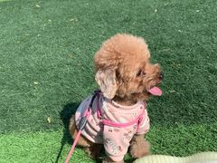 -有宠宠物(YOUCOIN·未来店)