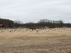 -钏路市丹顶鹤自然公园