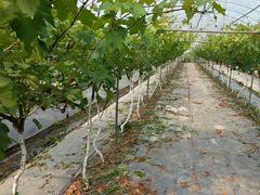 -金谷域澳洲庄园