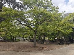 -奈良公园
