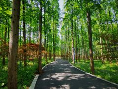 -东平国家森林公园