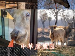 -盐城丹顶鹤湿地生态旅游区