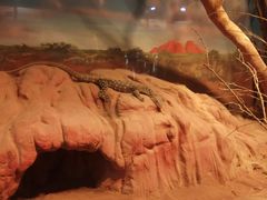 -费瑟代尔野生动物园