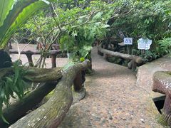 -绿光森林餐厅