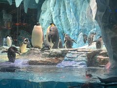 -帝企鹅自助餐厅•儿童岛•真企鹅(长隆企鹅酒店)