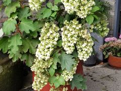 -凤来栖·净庭院·火锅(欧尚店)