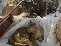 -共舞时光猫咖·狗咖(新街口店)