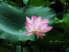 -荔湾湖公园