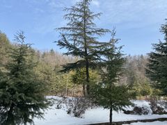 -洛阳伏牛山滑雪场