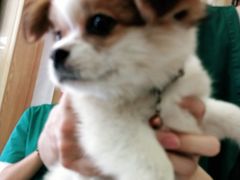 -仁华宠物医院(青羊店)