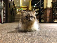 -more than meow吴止猫主题餐厅(承德 中船汇店)