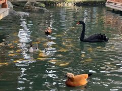 -南宫五洲植物乐园