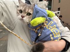 -美联众合宠物医院·爱萌分院·内外科·猫科中心