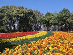 -大宁郁金香公园-停车场