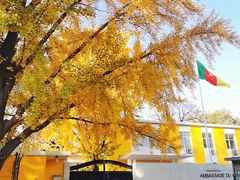 -三里屯东五街银杏大道