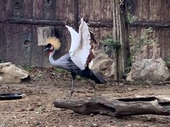 -清迈夜间动物园