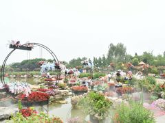 -荷兰花海