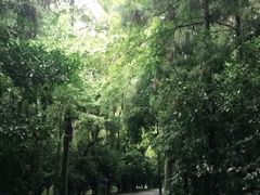 -东平国家森林公园