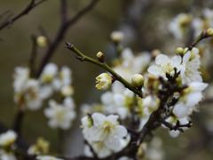 太湖林屋梅海-林屋洞景区