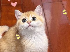 -喵zoo家庭繁育猫舍(尖东智能花园店)