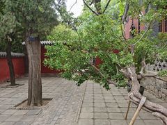 -泰山风景名胜区-普照寺