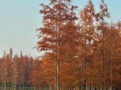 -白鹭湾湿地公园